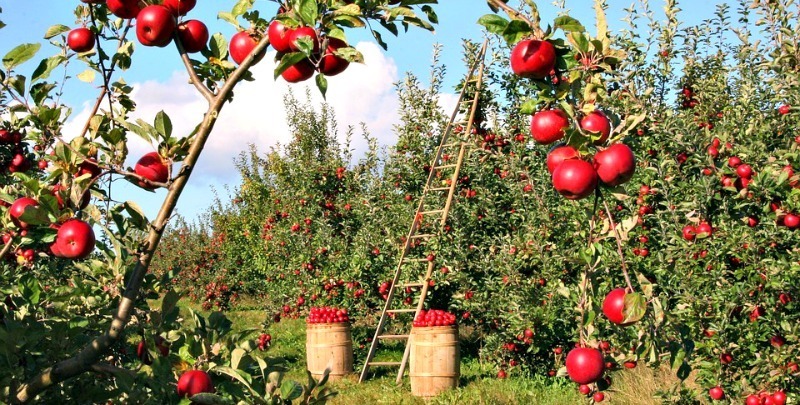 Cervasi-Apple-recipes-apple-picking-kansas-city Apple orchard with ladder and barrels of apples